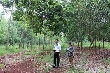 Trồng xen cây lâm nghiệp trên vườn cao su tái canh 2015